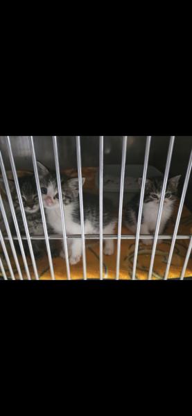 Europäische Hauskatze